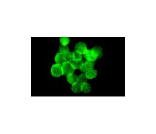 Integrin &alpha;V/&beta;5/ITGB5/CD51 Antibody (P1F76) - Immunofluorescence - Image 5229