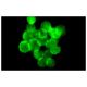 Integrin αV/β5/ITGB5/CD51 Antibody (P1F76) - Immunofluorescence - Image 5229