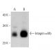 Integrin α6b/ITGA6B/CD49f Antibody (6B4) - Western Blotting - Image 385197