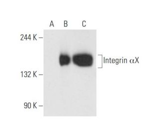 Integrin &alpha;X/ITGAX/CD11c Antibody (B-6) - Western Blotting - Image 63029 