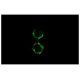 Integrin αX/ITGAX/CD11c Antibody (B-ly6) - Immunofluorescence - Image 5220