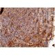 Integrin αX/ITGAX/CD11c Antibody (D-8) - Immunohistochemistry - Image 365246 