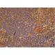 Integrin αX/ITGAX/CD11c Antibody (D-8) - Immunohistochemistry - Image 365247