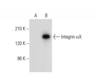 Integrin &alpha;X/ITGAX/CD11c Antibody (D-8) - Western Blotting - Image 308118 