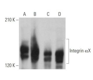 Integrin &alpha;X/ITGAX/CD11c Antibody (G-3) - Western Blotting - Image 361838 