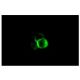 Integrin αX/ITGAX/CD11c Antibody (KB90) - Immunofluorescence - Image 5216 