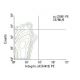 Integrin αX (N418) PE: sc-23951 PE. FCM analysis of C57BL/6 mouse splenocytes. Quadrant markers were set based on the isot