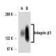 Integrin β1/ITGB1 Antibody (102DF5) - Western Blotting - Image 16329