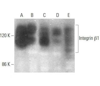 Integrin &beta;1/ITGB1 Antibody (102DF5) - Western Blotting - Image 350722 