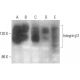 Integrin β1/ITGB1 Antibody (102DF5) - Western Blotting - Image 350722 