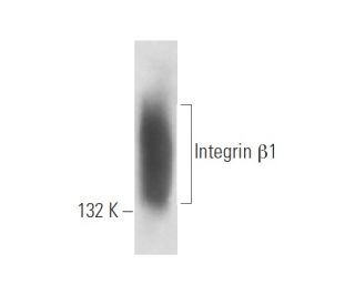 Integrin &beta;1/ITGB1 Antibody (12G10) - Western Blotting - Image 16327 