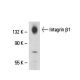 Integrin β1/ITGB1 Antibody (2Q837) - Western Blotting - Image 18140