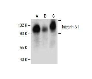 Integrin &beta;1/ITGB1 Antibody (A-4) - Western Blotting - Image 150532 