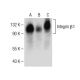 Integrin β1/ITGB1 Antibody (A-4) - Western Blotting - Image 150532 
