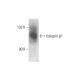 Integrin β1/ITGB1 Antibody (A-4) - Western Blotting - Image 350721 