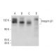 Integrin β1/ITGB1 Antibody (A-4) - Western Blotting - Image 379236