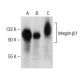 Integrin β1/ITGB1 Antibody (E-11) - Western Blotting - Image 150533 