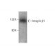 Integrin β1/ITGB1 Antibody (E-11) - Western Blotting - Image 350715