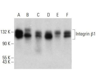 Integrin &beta;1/ITGB1 Antibody (E-11) - Western Blotting - Image 379235 