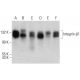 Integrin β1/ITGB1 Antibody (E-11) - Western Blotting - Image 379235 