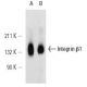 Integrin β1/ITGB1 Antibody (MEM-101A) - Western Blotting - Image 12607