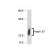 Integrin β1/ITGB1 Antibody (P5D2) - Western Blotting - Image 16326