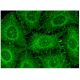 Integrin β2/ITGB2/CD18 Antibody (C-4) - Immunofluorescence - Image 298821 