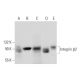 Integrin β2/ITGB2/CD18 Antibody (C-4) - Western Blotting - Image 298587 