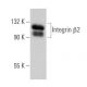 Integrin β2/ITGB2/CD18 Antibody (C-4) - Western Blotting - Image 355284
