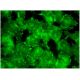 Integrin β2/ITGB2/CD18 Antibody (F-3) - Immunofluorescence - Image 298906 