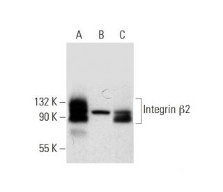 Integrin &beta;2/ITGB2/CD18 Antibody (F-3) - Western Blotting - Image 298615 