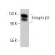 Integrin β2/ITGB2/CD18 Antibody (F-3) - Western Blotting - Image 355281