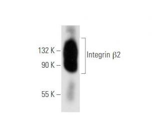 Integrin &beta;2/ITGB2/CD18 Antibody (L-13) - Western Blotting - Image 62623
