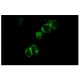 Integrin β2/ITGB2/CD18 Antibody (P4H9) - Immunofluorescence - Image 5234 