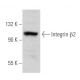 Integrin β2/ITGB2/CD18 Antibody (P4H9) - Western Blotting - Image 354818 