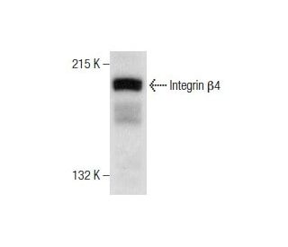 Integrin &beta;4/ITGB4/CD104 Antibody (B-4) - Western Blotting - Image 159311 