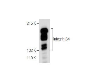 Integrin &beta;4/ITGB4/CD104 Antibody (H-1) - Western Blotting - Image 159261 