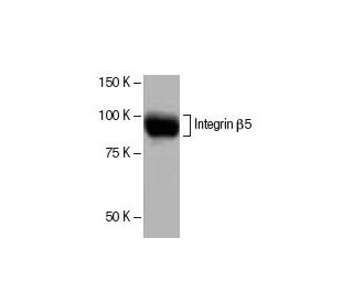 Integrin &beta;5/ITGB5 Antibody (4AK) - Western Blotting - Image 53869 