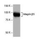 Integrin β5/ITGB5 Antibody (4AK) - Western Blotting - Image 53869 
