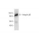 Integrin β5/ITGB5 Antibody (B-1) - Western Blotting - Image 299012