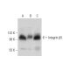 Integrin β5/ITGB5 Antibody (B-1) - Western Blotting - Image 303370 