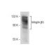 Integrin β5/ITGB5 Antibody (B-10) - Western Blotting - Image 286859