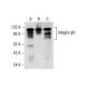 Integrin β5/ITGB5 Antibody (B-10) - Western Blotting - Image 287598 