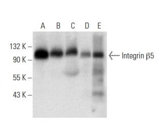 Integrin &beta;5/ITGB5 Antibody (F-5) - Western Blotting - Image 303371 