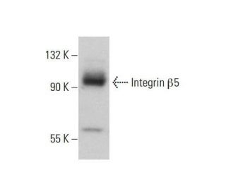 Integrin &beta;5/ITGB5 Antibody (G-10) - Western Blotting - Image 348659 