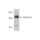 Integrin β5/ITGB5 Antibody (G-10) - Western Blotting - Image 348659 
