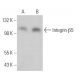Integrin β5/ITGB5 Antibody (G-10) - Western Blotting - Image 379407