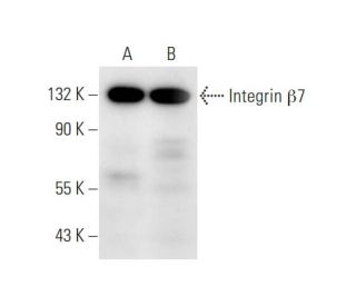 Integrin &beta;7/ITGB7 Antibody (C-2) - Western Blotting - Image 63242 