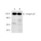 Integrin β7/ITGB7 Antibody (C-2) - Western Blotting - Image 63242 