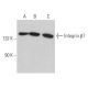 Integrin β7/ITGB7 Antibody (C-2) - Western Blotting - Image 366483